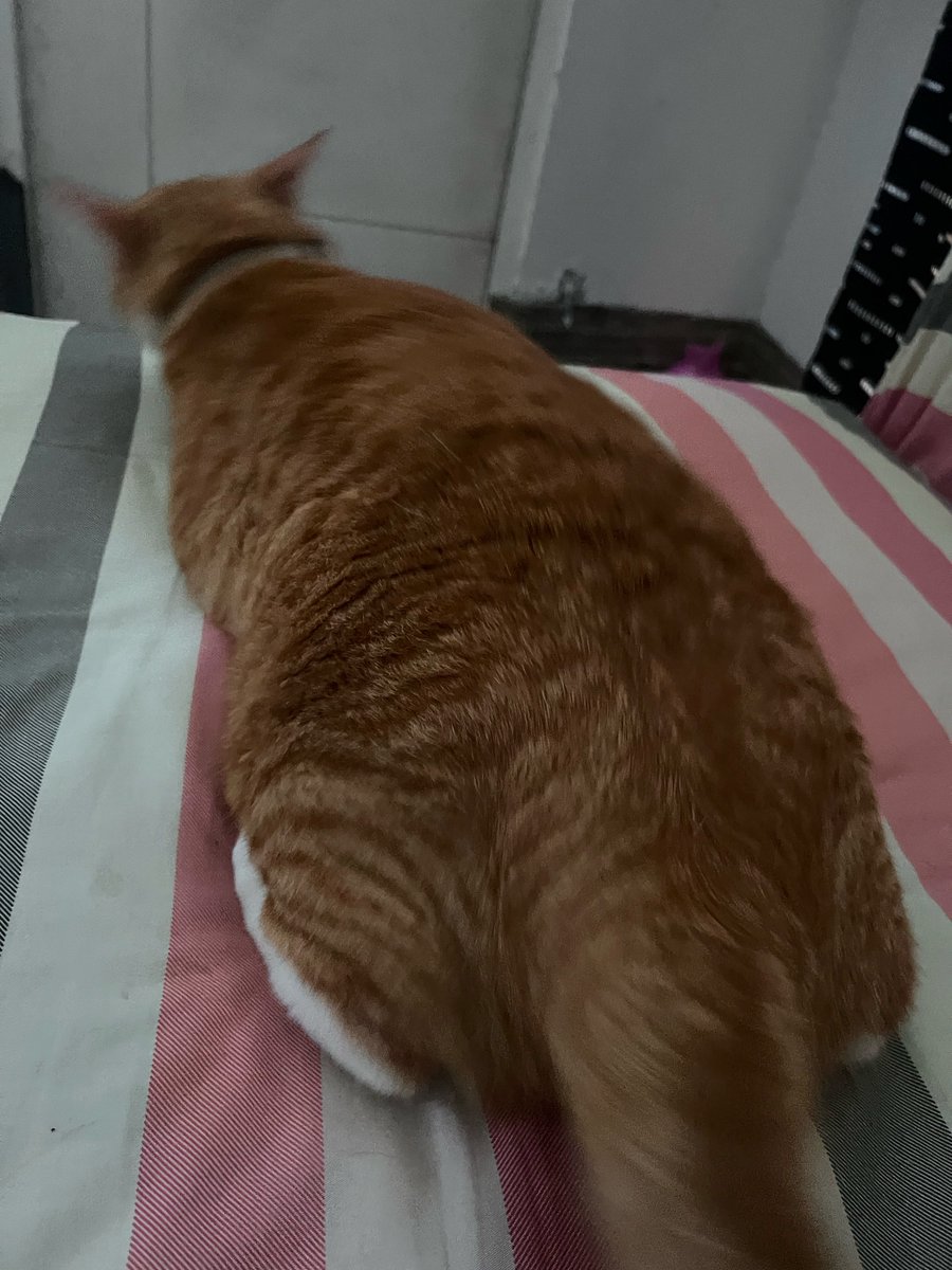 Ini keset kok bisa naik kasur