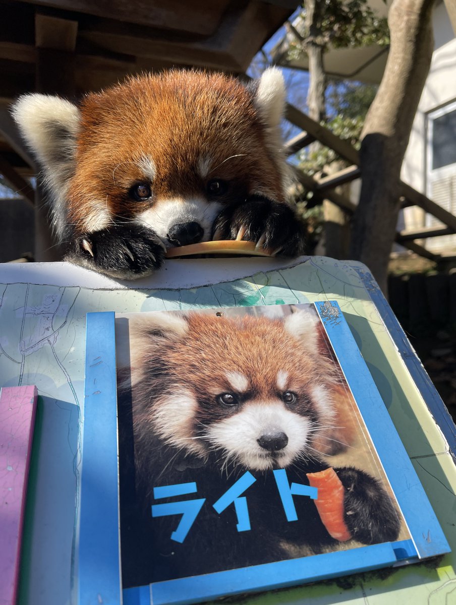 つっち～♪@レサパン溺愛中(♡˙︶˙♡) (@LMystar238) / Posts / X