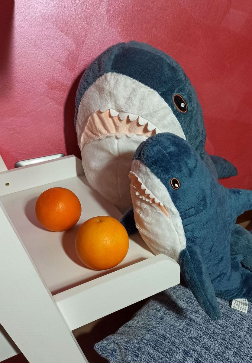 These balls are strange, Lasagna.
They are orange and smell good.
What do you say, sis?
Shall we try to taste them?

#IKEAのサメ #ikeashark #stuffedtoy #blåhaj #brioches #italy #peluches #stuffedanimals #blahaj #homesweethome #lasagna #orange #tasty #food #christmas