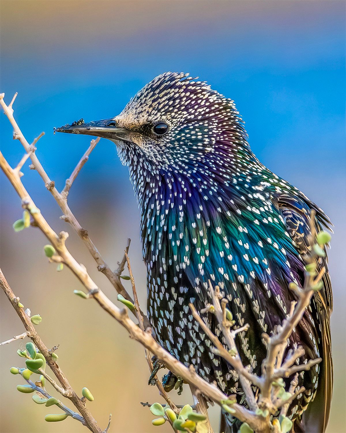 «سمّن سلّو»... يتراجع في الكويت. الزرزور الأوروبي كانت أعداده تُسجَّل بالآلاف في السنوات الماضية 