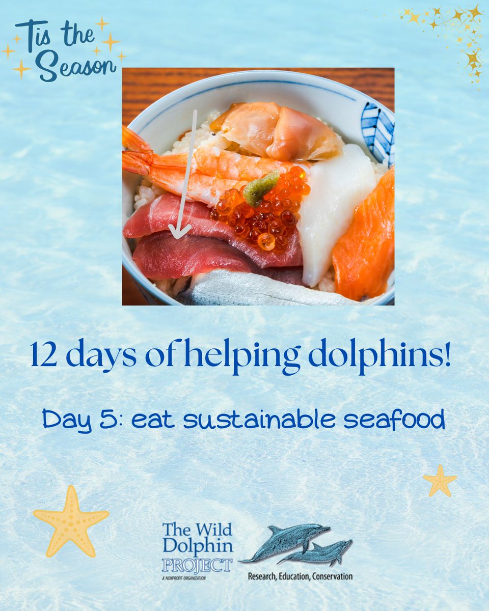 Wild Dolphin Project tweet media