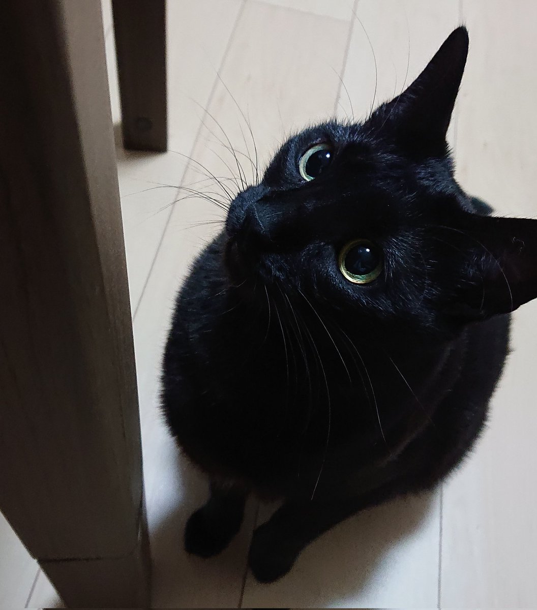 黒猫一家🐭 (@arca20220921) / Posts / X