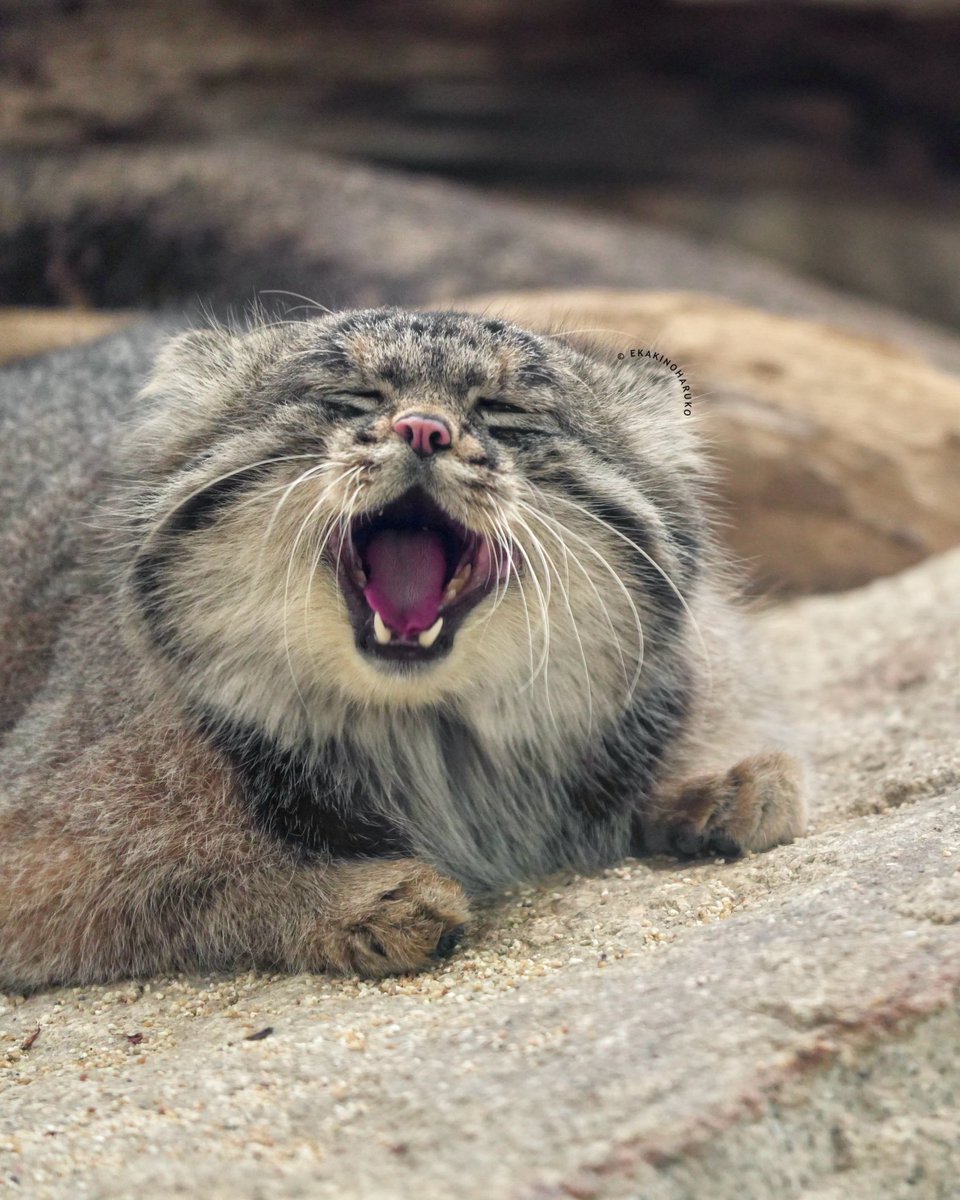 あくびナルくん🥱Nar✨
📷2025/11/21

#神戸どうぶつ王国 #マヌルネコ #ナル