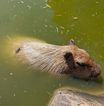 カピバラページ けろけろ (@capyanimal) / Posts / X