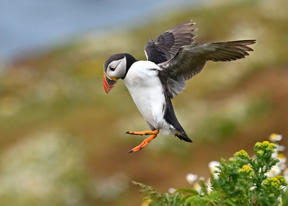 Coming to the end of this years #TheDailyPuffin 😊
 You're probably bored of Puffins now anyway... 🐦
