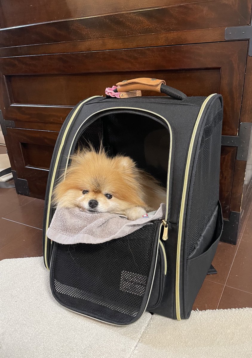 ポメラニアもふもふ3匹 (@ak1toPome) / Posts / X