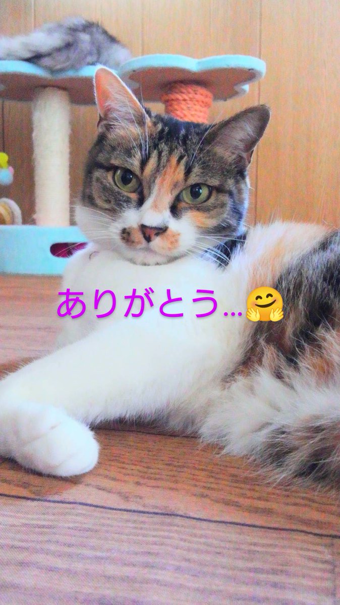 〈一言〉😺

先日退職した女子の大工実習生から電話が😯

短い期間でしたが、指導
ありがとうございましたのお礼の電話…😌

何時も、退職理由を聞くと辛くなるので聞かないように…🥺

お互い、ただ一言😊

ありがとう、頑張ってね😊

出会いと別れの繰り返し🥲

頑張ろっと😕

今日も頑張るニャ〜😹