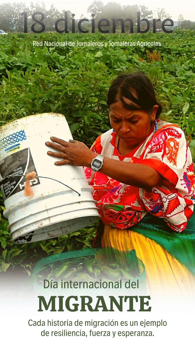 📍#18diciembre

En el marco del Día Internacional del Migrante reconozcamos a las Trabajadoras y Trabajadores Agrícolas de comunidades rurales e indígenas que migran junto con sus familias para trabajar en los campos agrícolas de nuestro país. 👩🏾‍🌾🧑🏾‍🌾

#FamiliasJornalerasMigrantes