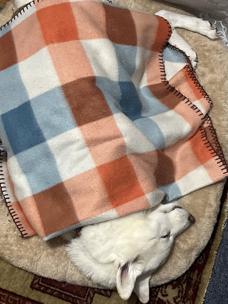 TAKA901_AR's tweet photo. 愛犬が息を引き取りました...
つらい...
号泣してる... https://t.co/aBBh2wIqe0