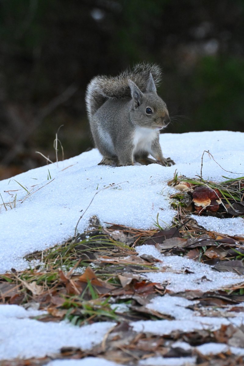 【リス】 RITZ Toasted Chips Veggie, 8.1 oz - Foodland