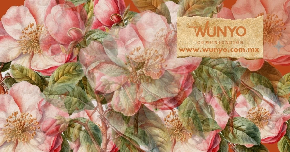 wunyocom's tweet photo. Creemos en mensajes que se sostienen, en historias bien contadas y en conversaciones públicas con intención. Bienvenidas y bienvenidos a Wunyo https://t.co/obnSR8kHaN https://t.co/oKwNpQaSWr
