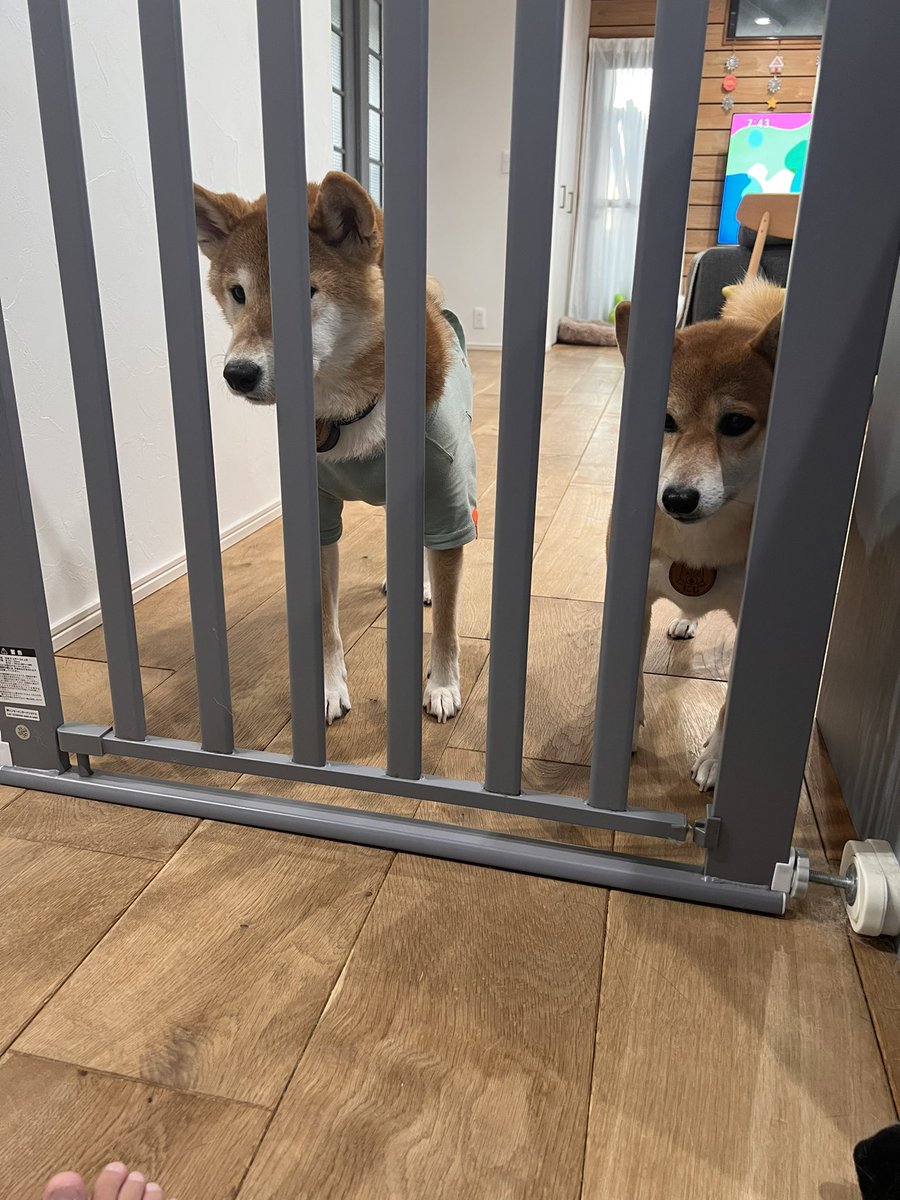 柴犬いち🐕豆柴にじ (@da_k55) / Posts / X