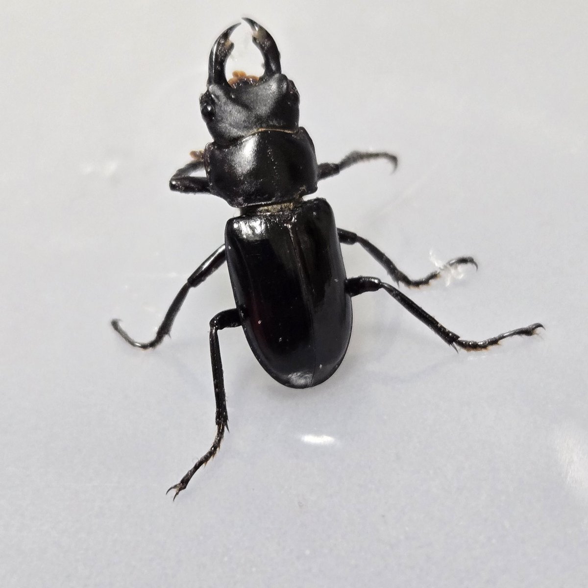 すももになります。 すもも🍑 (@sumomomo_xx) / Posts and Replies / X