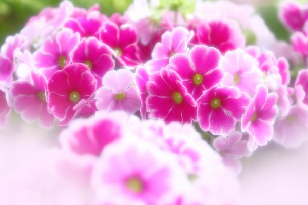 占いサロン順震(原宿当たる占い師5選、ヤフー占い売上No1占い師）12