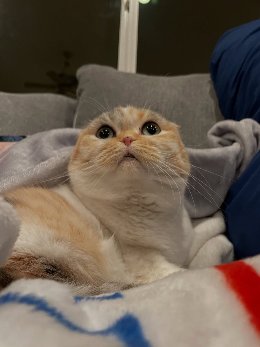 LunaRoseSolana's tweet photo. Did somebody say meeewn? $LROSE
Enabling X premium, more plans to be outlined soon.
Study the narrative and have conviction.
Fm7GMHGqLrPDgXP8U1pvdqERV9CxV4pMazRKR52bpump
#sc #nalacat #whitecoffeecat https://t.co/27BlgDToqH