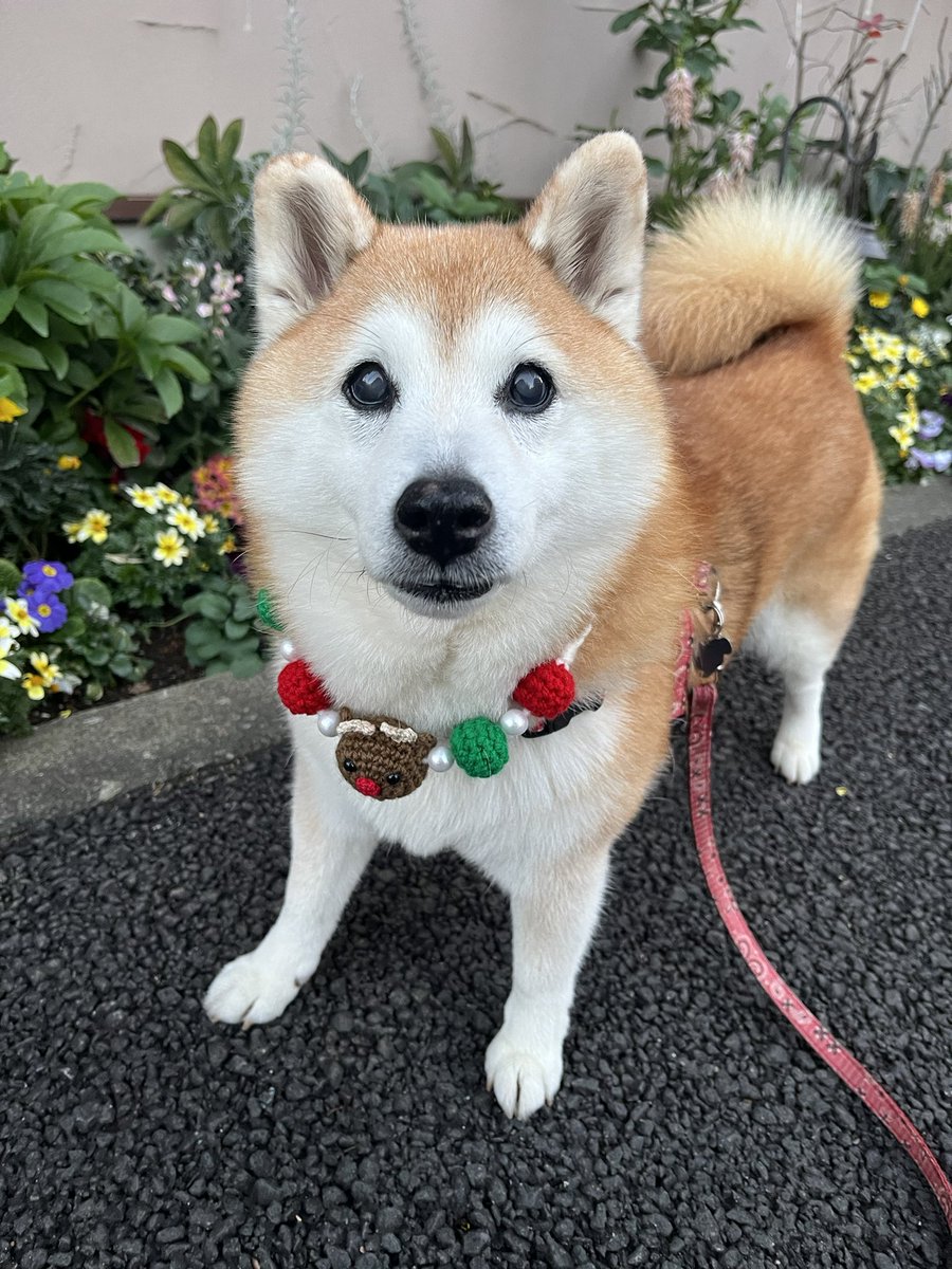 さとし☃🍂🐻🐵🦦ボヘミアン 色々迷子な黄色い妖精😇 (@3104_bohemian