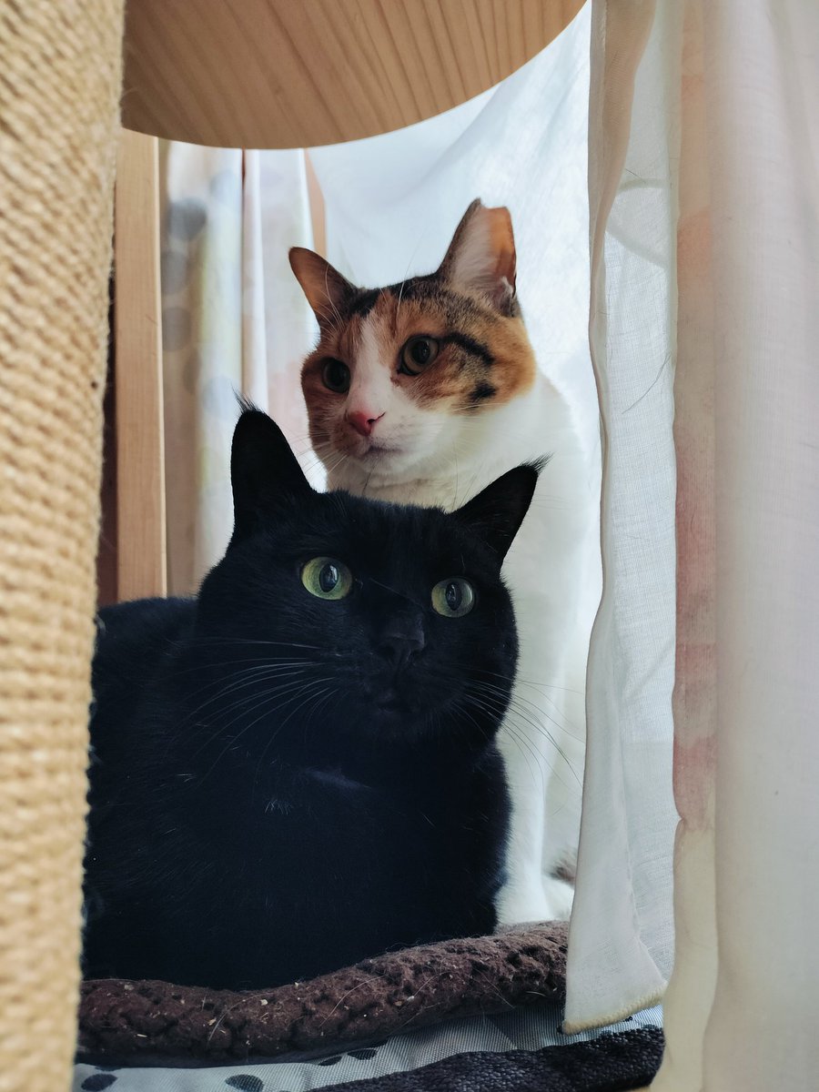 朝から可愛いの撮れた♥️ #野良猫から完全室内飼育になった猫 #黒猫