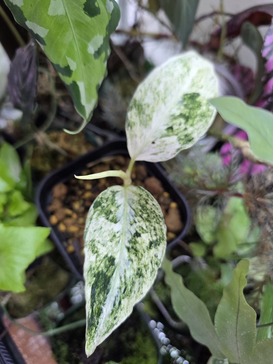 tel_telBOSE's tweet photo. アグラオネマピクタムの斑入り。三枚目の葉っぱが展開しようとしている🌱 https://t.co/umY4pROPnv