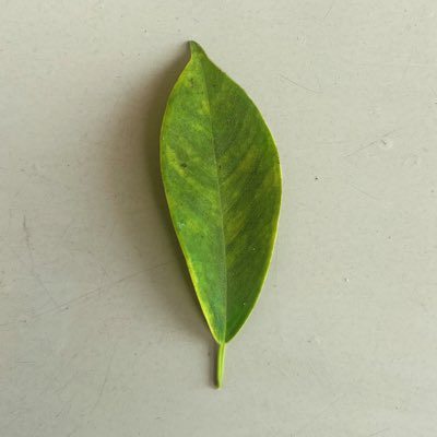 leaf.