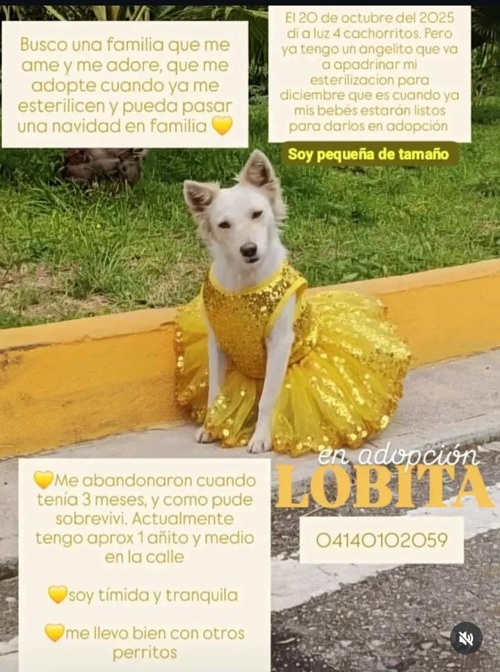 Difundo. LOBITA aún espera una familia. Altos mirandinos 
0414-0102059 
Difundir  🐶