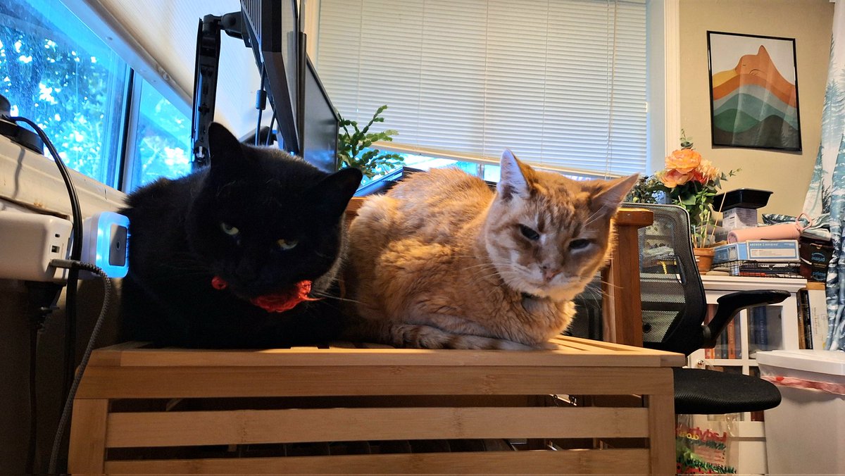 It's a Week Before Christmas Miracle!😹🎄🧡🖤🥹🥹