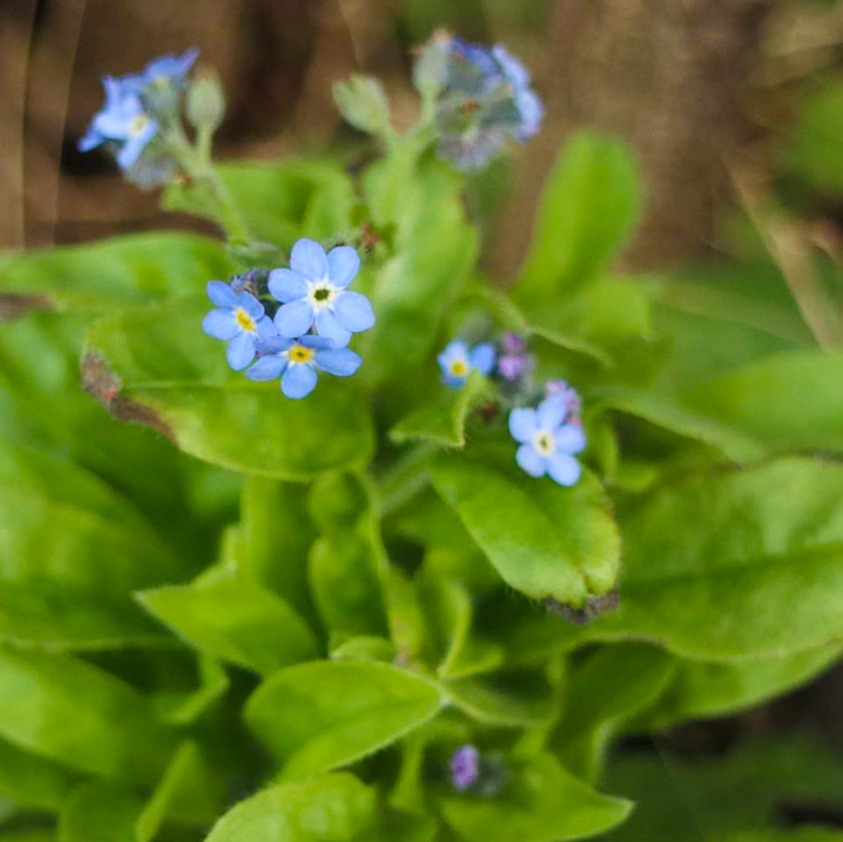 kinokdk's tweet image. 2025/12/19(金)、おはようございます！

💐#TLを花でいっぱいにしよう
忘れな草。英語ではforget-me-not。
語順に違和感があるのは古英語由来の名前だからだとか。

忘れたくない事、忘れたい事、忘れられない事、、、
2025年も悲喜こもごもの１年でした😌

皆さんの年末が平和でありますように…