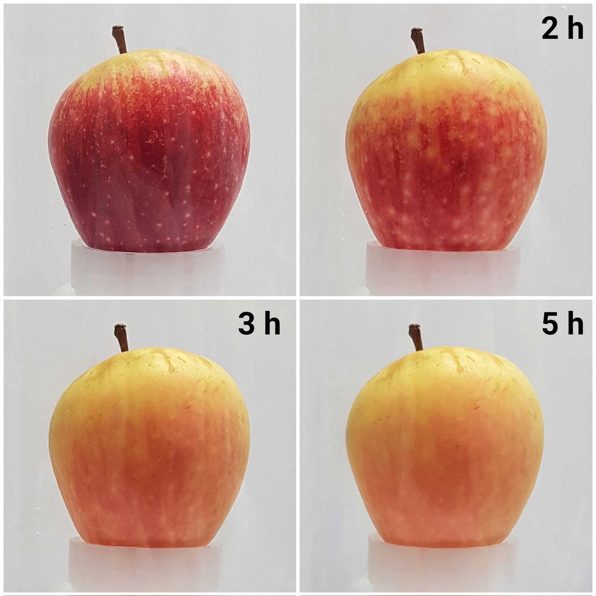 AngusAlchemist tweet media