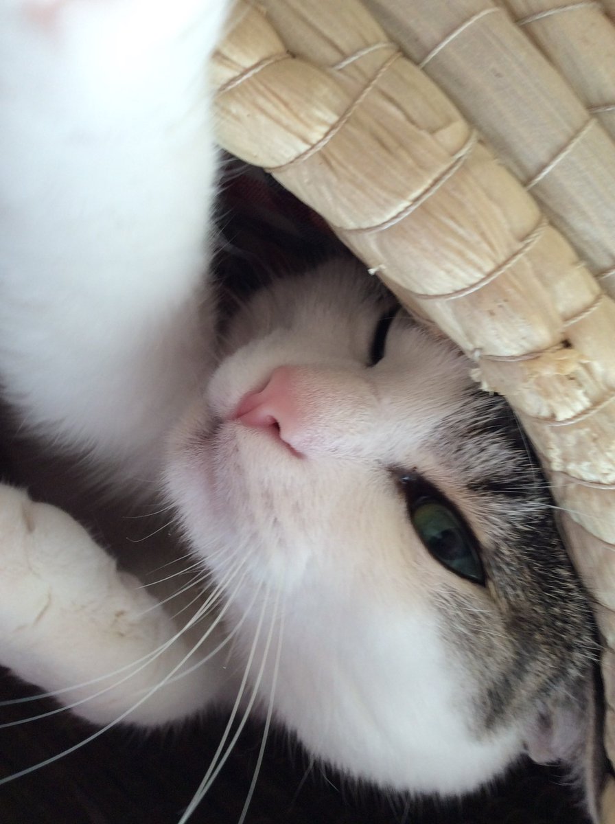 Post by ちゅーゅ。さん🐾友坂悠@水曜西1む19aねこねこまろんにゃぁ