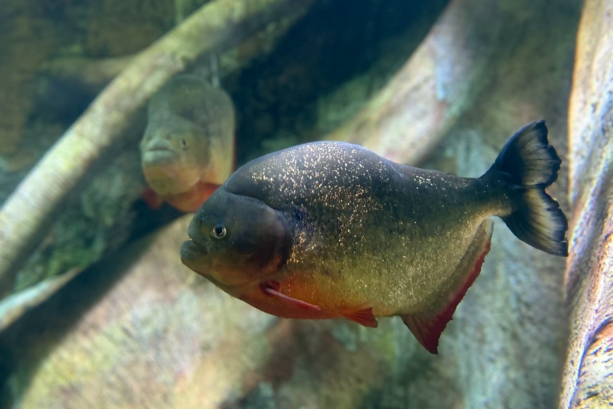About 20 species of piranha inhabit the Amazon River basin. The Long Island Aquarium’s habitat is home to the red-bellied piranhas, the most widely distributed species in the Amazon and Orinoco regions.