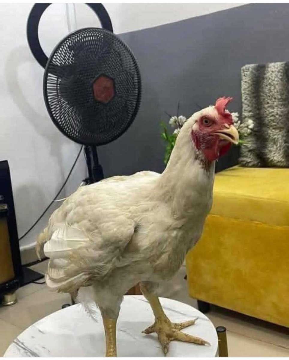 Smart 6ix9ine tweet media