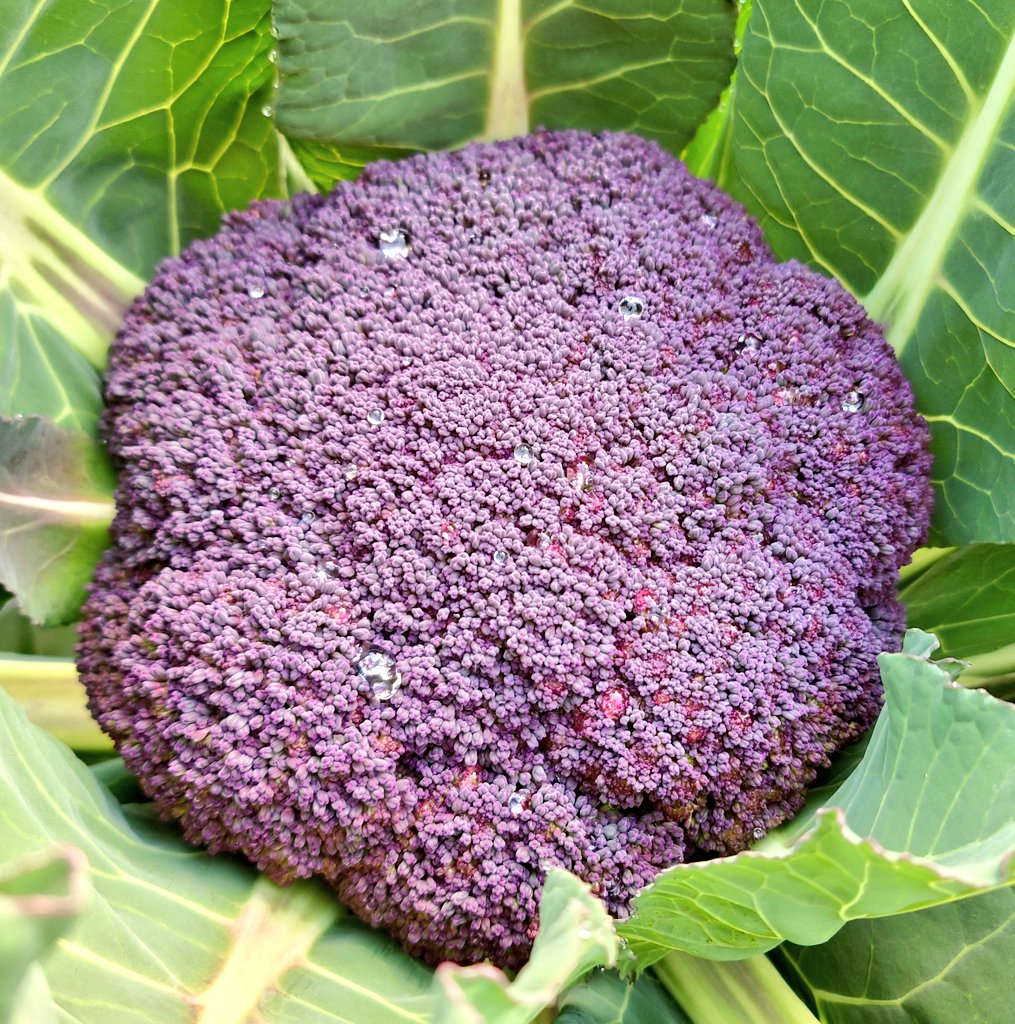 とてもきれいで食べるのがもったいないですね😋でも、茹でて鮮緑色に