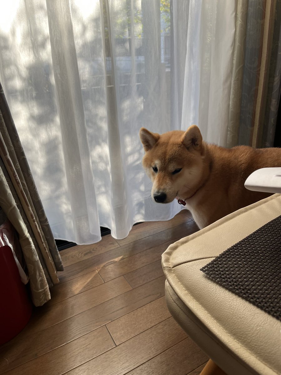 柴犬こめ1歳 (@shibainukome) / Posts and Replies / X