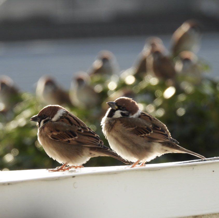 ちゅん太 ちゅん太 (@venerechi13) / Posts / X