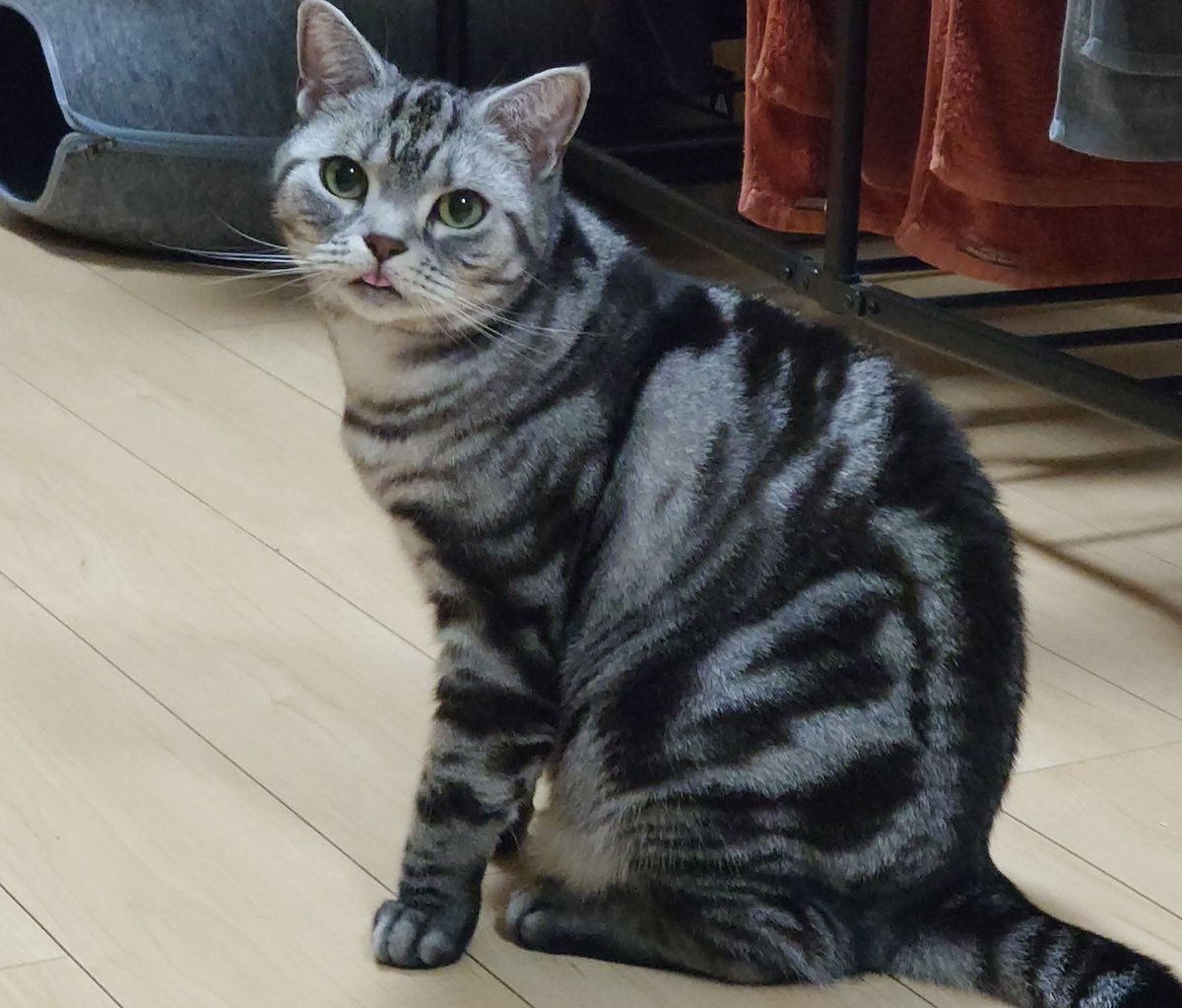 おはようございます٩(*´꒳`*)۶
2025年12月19日 金曜日 ☁

今日も皆さんの1日が
心穏やかに過ごせますように
•*¨*•.¸¸☆*･ﾟ•*¨*•.¸¸☆*･ﾟ•*¨*•.¸¸☆
今週も優しい繋がりをありがとうございました(,,ᴗ ᴗ,,)
イイネ、リポストを
ありがとうございます(,,ᴗ ᴗ,,)
 #猫と暮らす