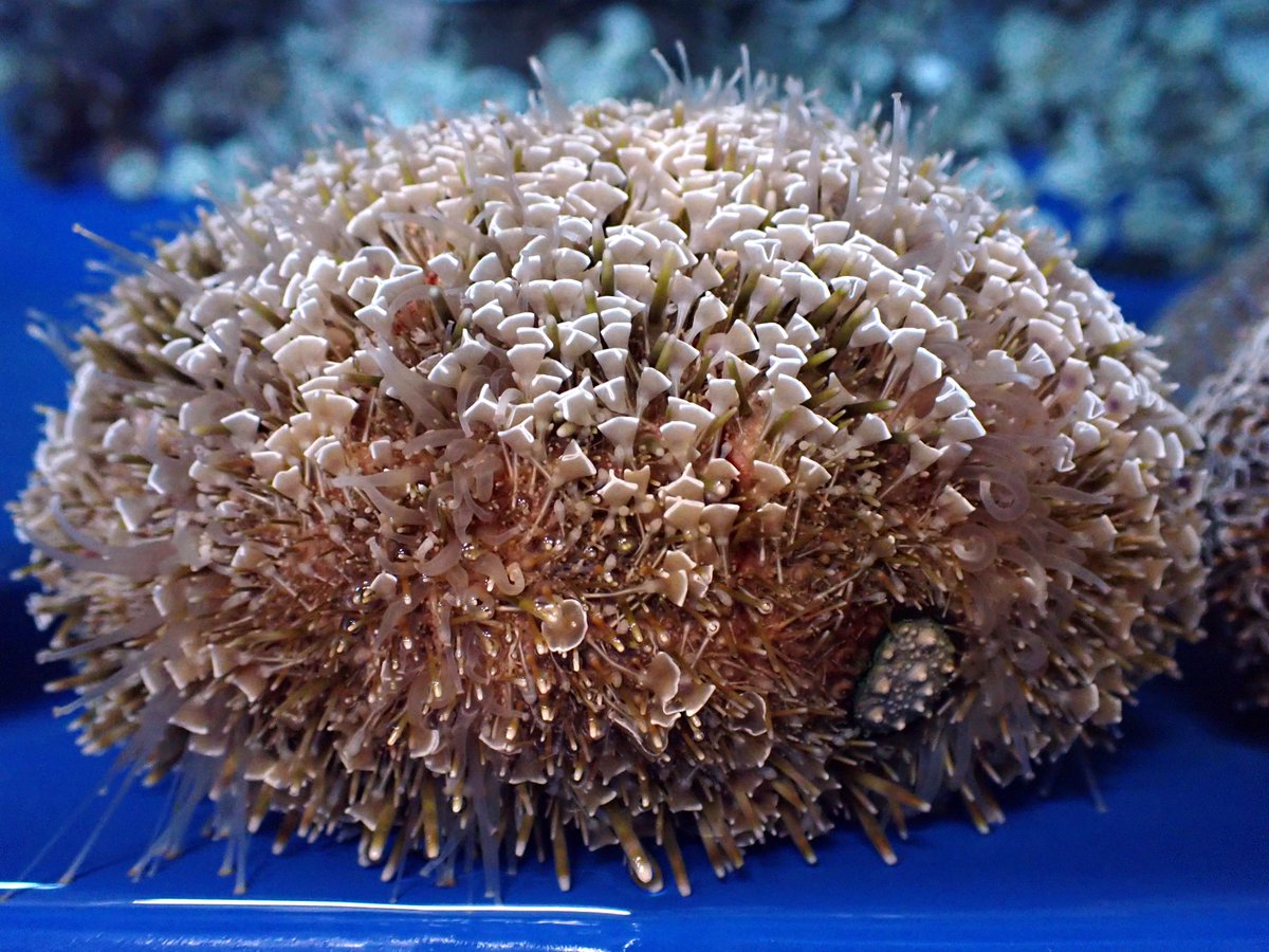 飼育中のラッパウニ Toxopneustes pileolus (Lamarck, 1816) です。本