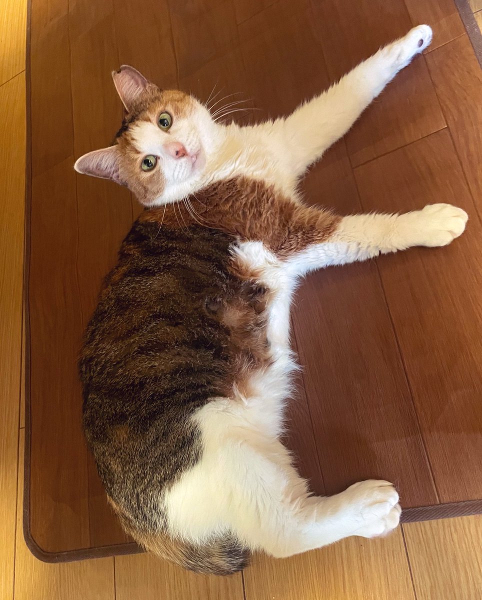 🌈🐈‍⬛ nae Ⅲ 🐈‍⬛🌈 (@_____nae_____) / Posts / X