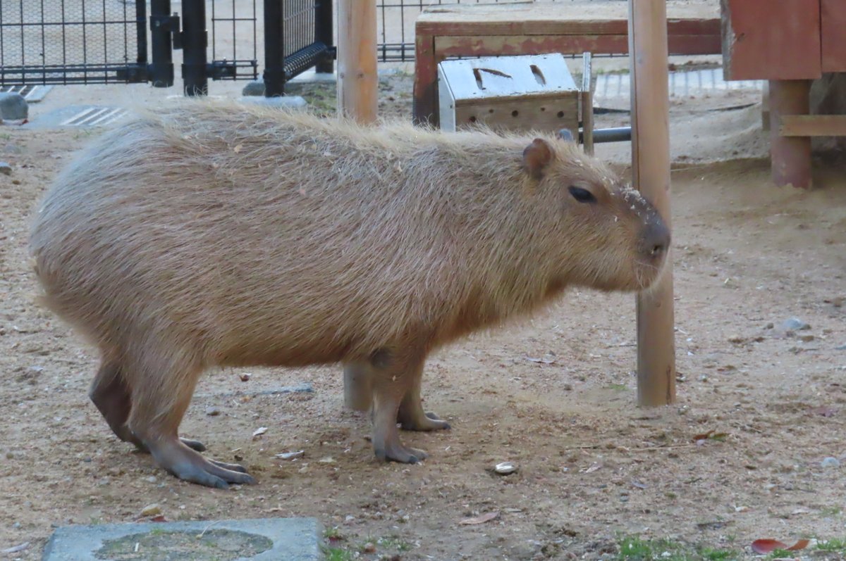 けろけろ (@capyanimal) / Posts / X