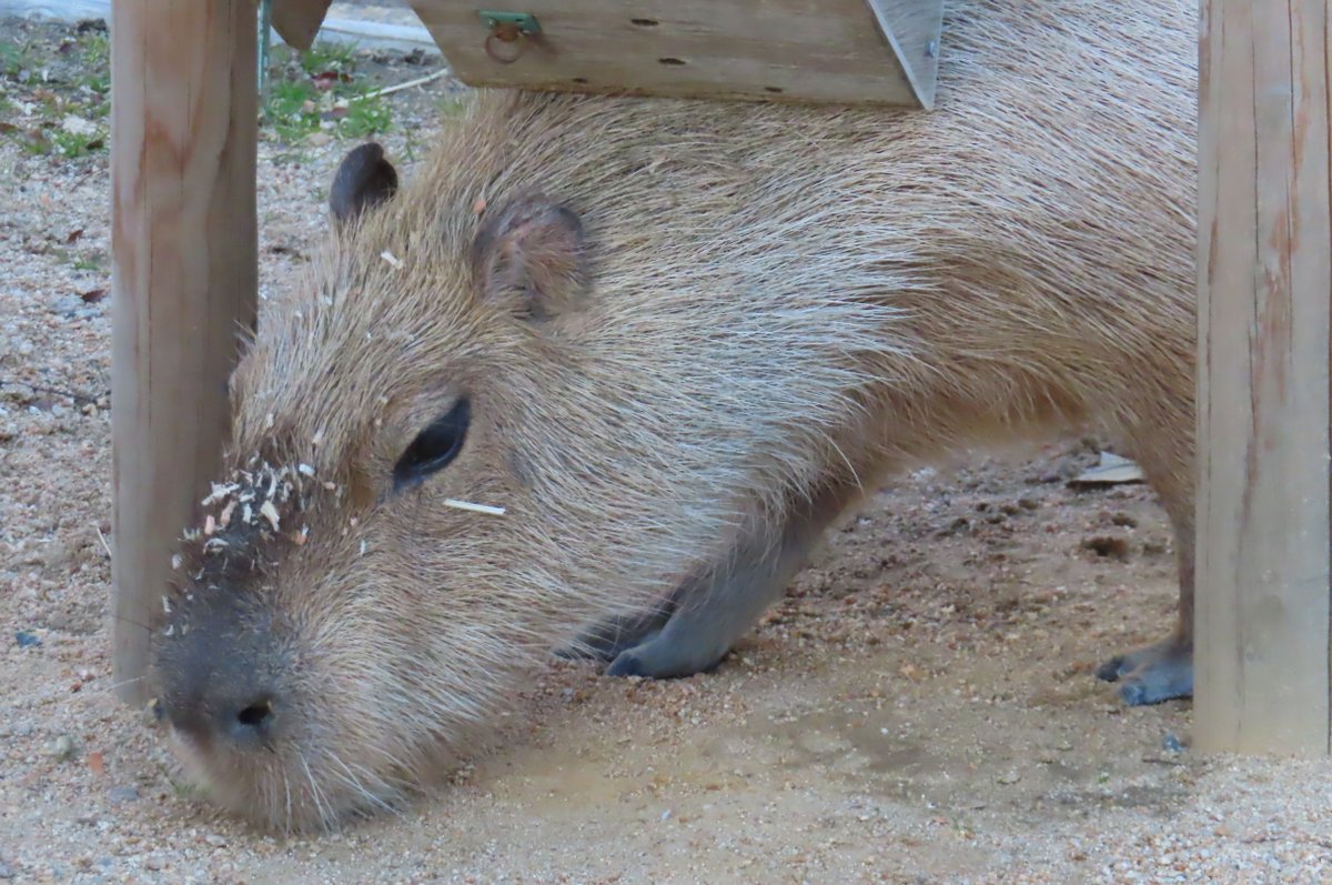 カピバラ出品 けろけろ (@capyanimal) / Posts / X