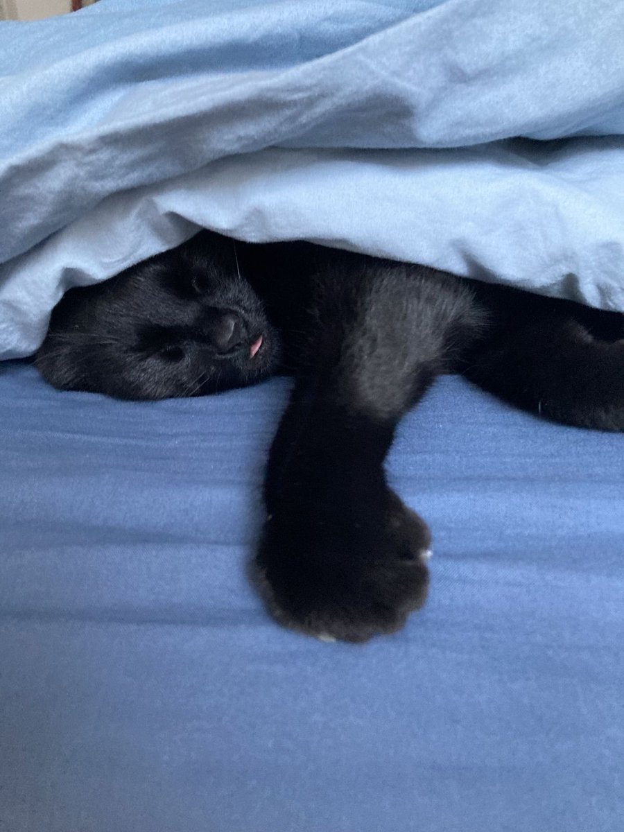 Black cats are not bad luck (@visualscat) on Twitter photo 