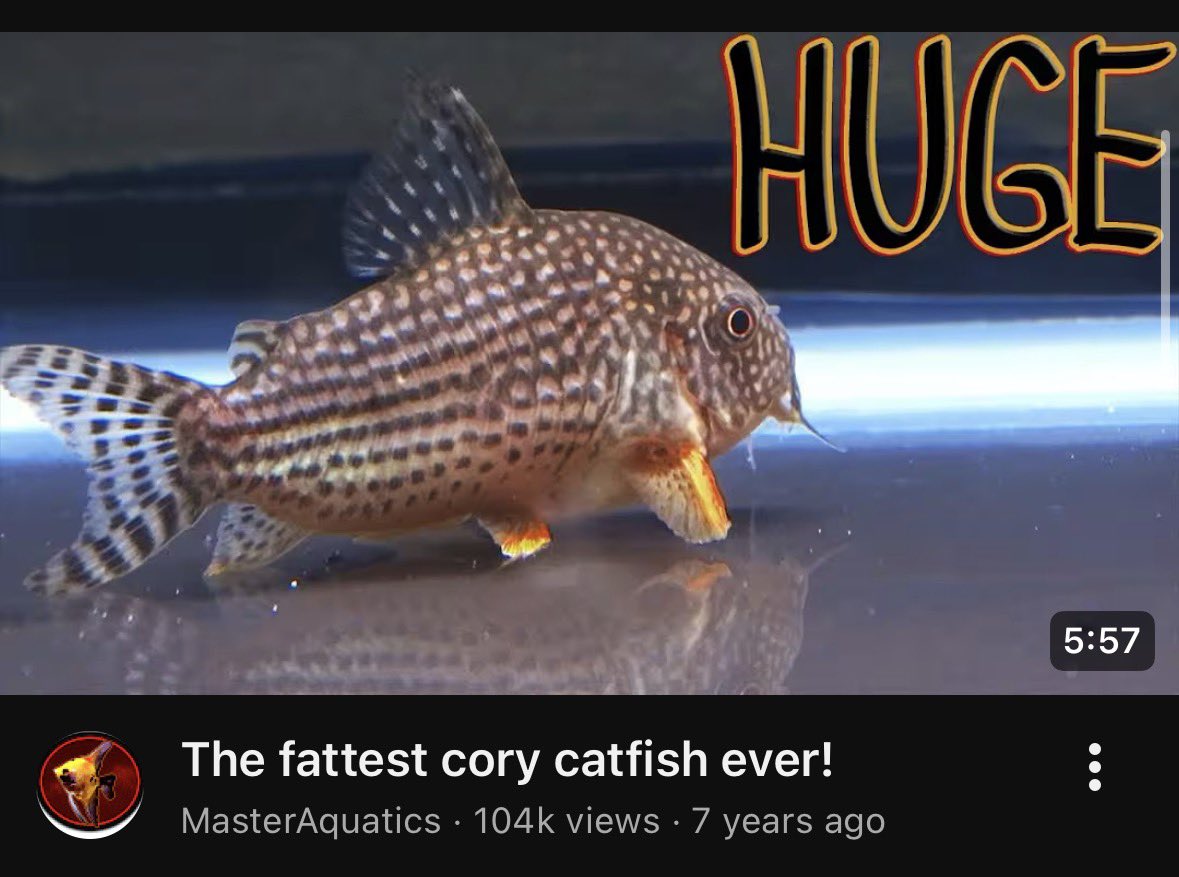 kindfishfriend's tweet image. bring back real entertainment