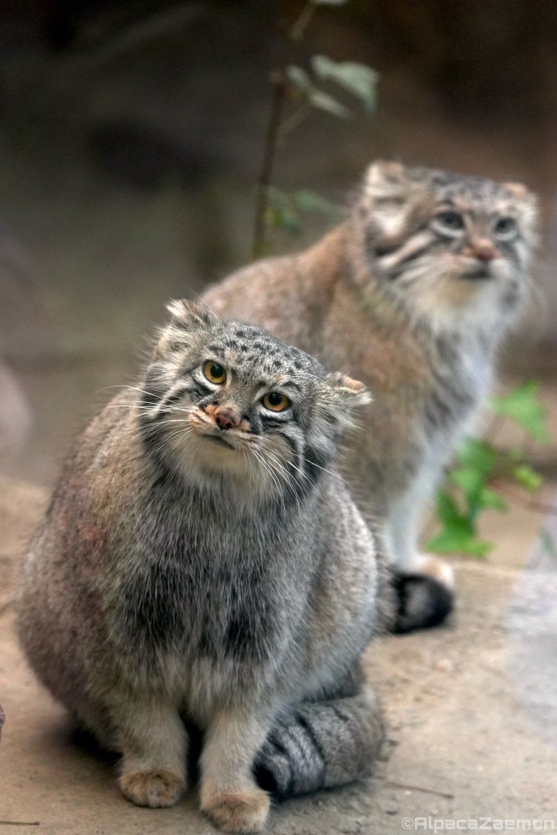 アルパカざえもん (@alpacazaemon) on Twitter photo 