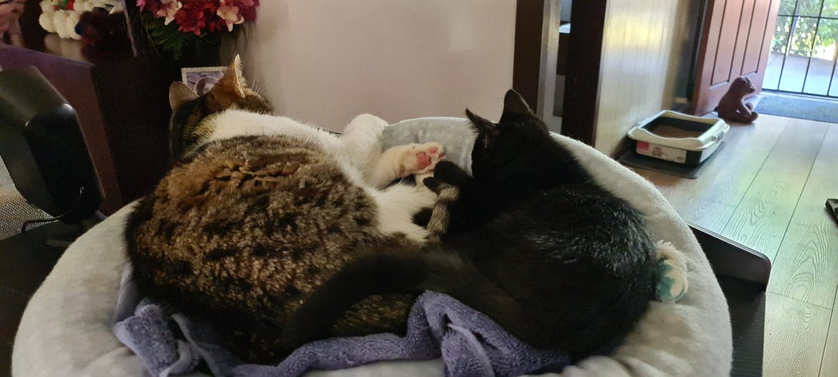 iamstweve's tweet photo. Daily Pet Pic 😻 https://t.co/XhDQQMhkCf