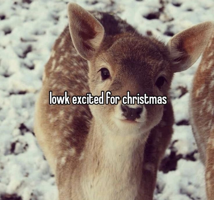 CocchiDeer's tweet image. 