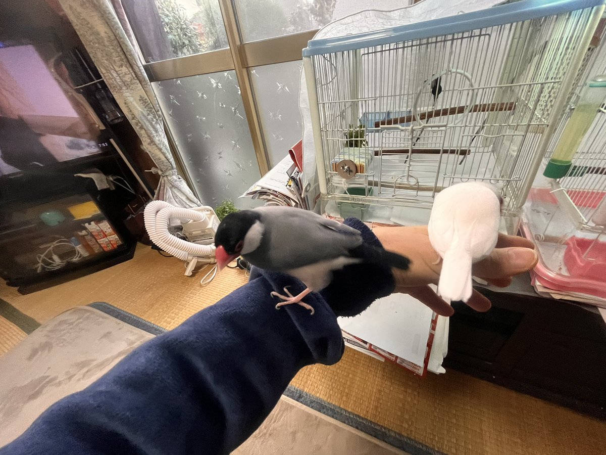 ぽんきち様　取り置き ちーだけ出さないとかひどいです」 「いやお前自分で帰ったよな？」