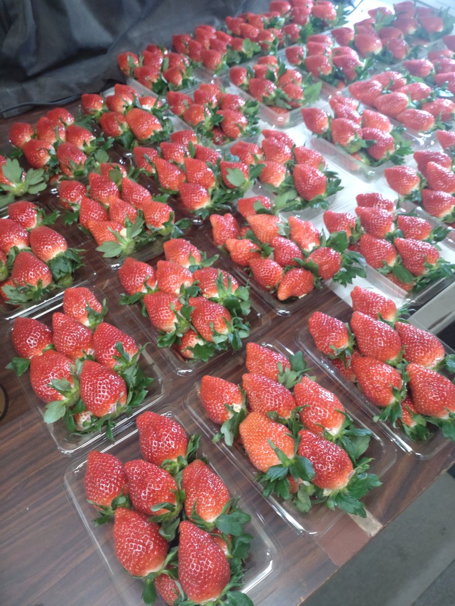 higuchi_engei's tweet image. おはようございます☀
樋口園芸より
ささやかではございますが
#クリスマスプレゼント
致します🍓

いちご🍓2パック入りを
2名様に✌️

応募方法
①アカウントのフォロー
②このポストのリポスト
　&amp;amp;いいね👍

応募期間
21日日曜日の午前10時まで🙋

ご当選者さまにはDM💌
します