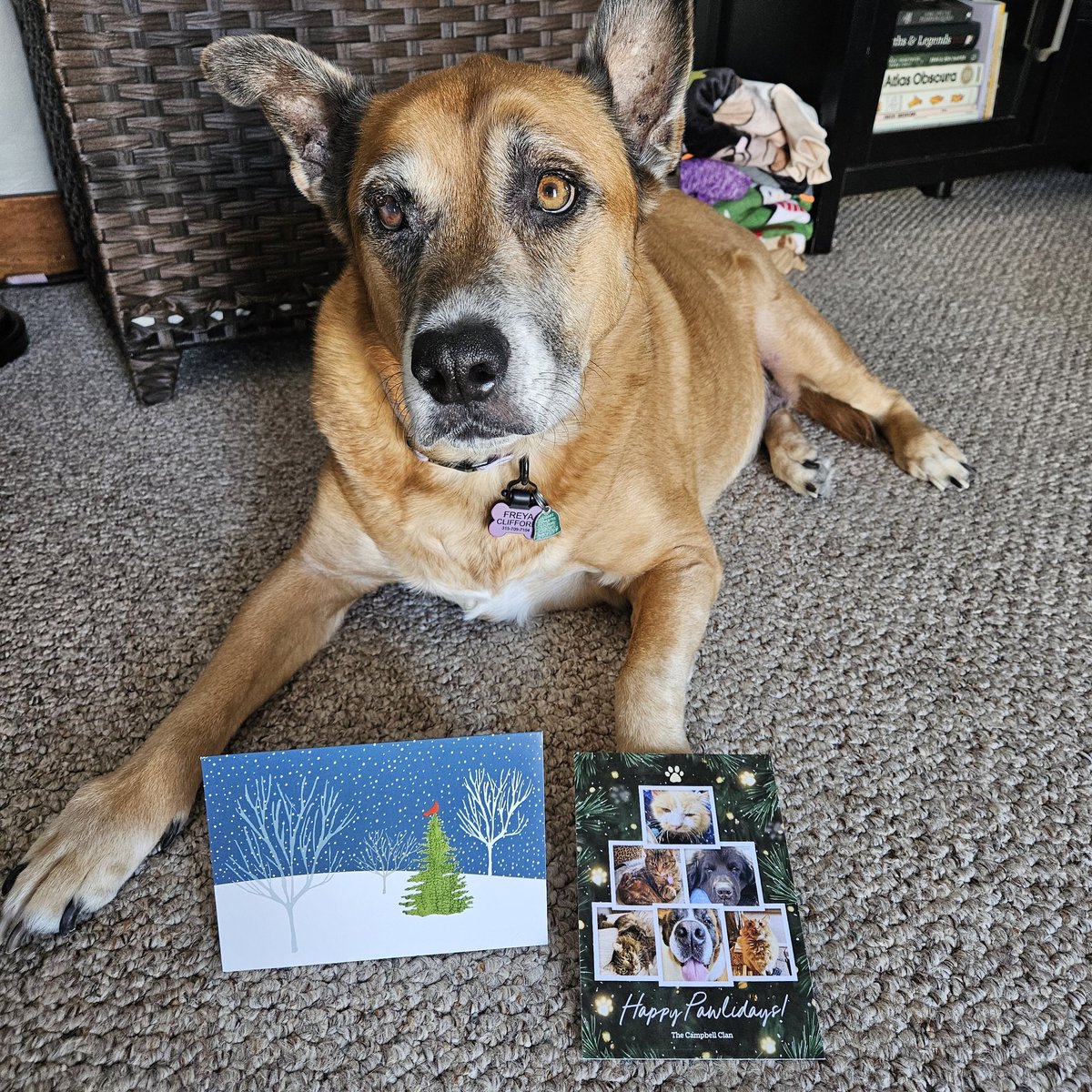FreyasMuttHut's tweet photo. #pupmails! I got a fren filled Christmas tree card from @KristenFrame1 Declan, Archie and the gang and my fren little Bella M! Thank you for your frenship. I lubs you all! Merry Christmas ๐๐พโค๏ธ https://t.co/2cSoy491EF
