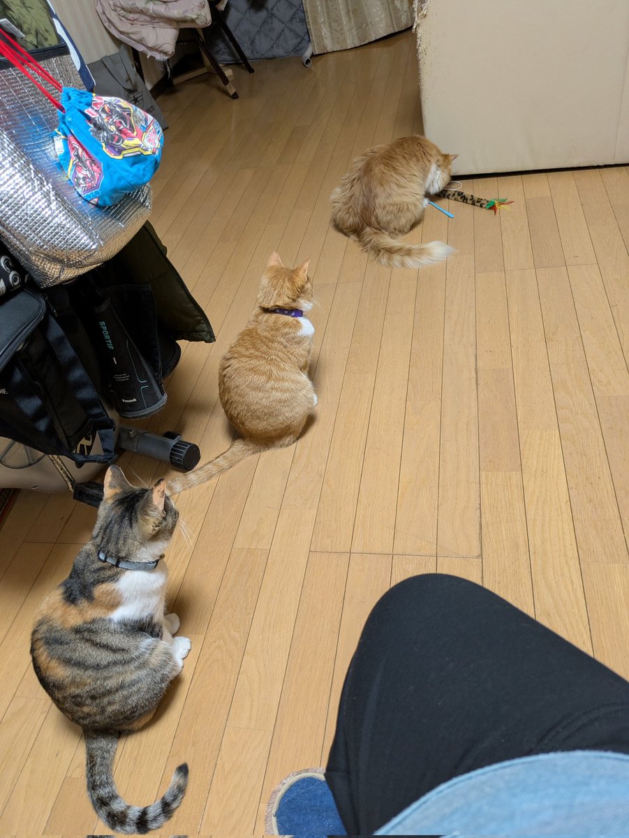 トリプルなニャンズ #猫好き #猫のいる暮らし