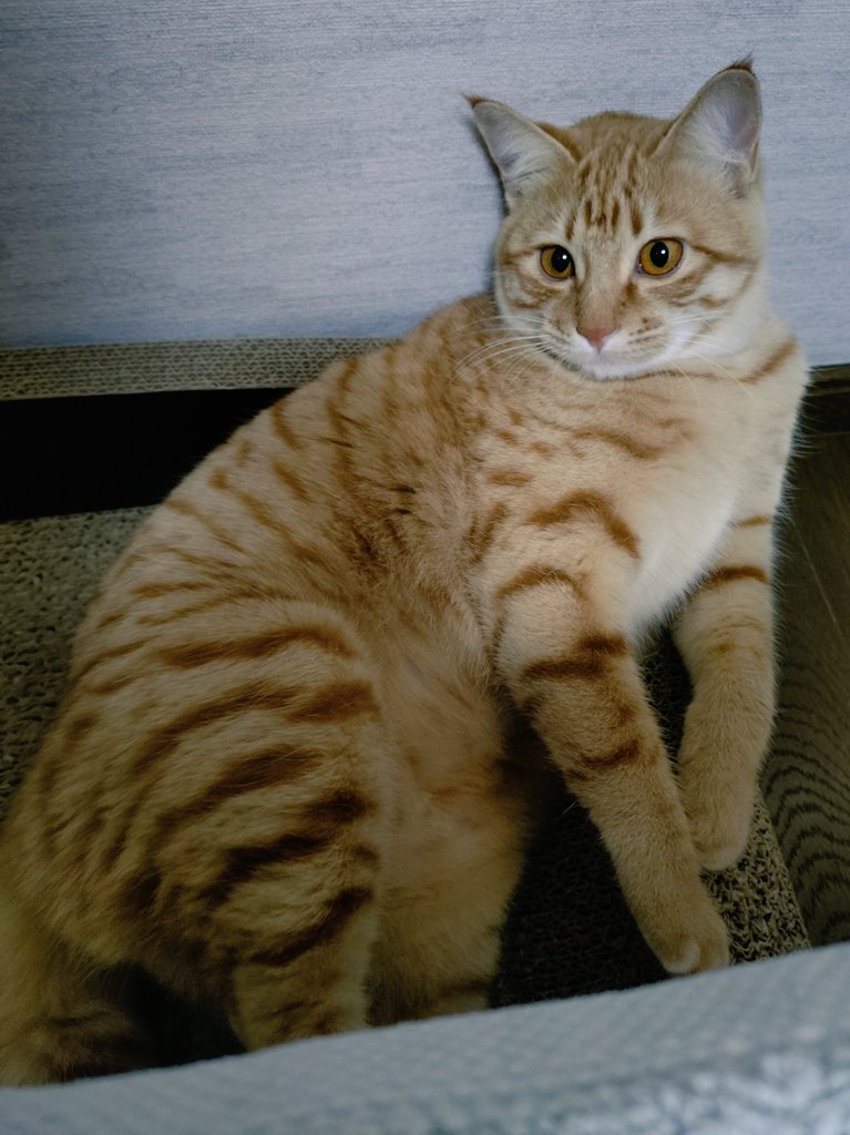 茶猫ページ 茶トラ猫のななちゃん 𝕏 (@kYj8Qso9BoH58ib) / Posts / X