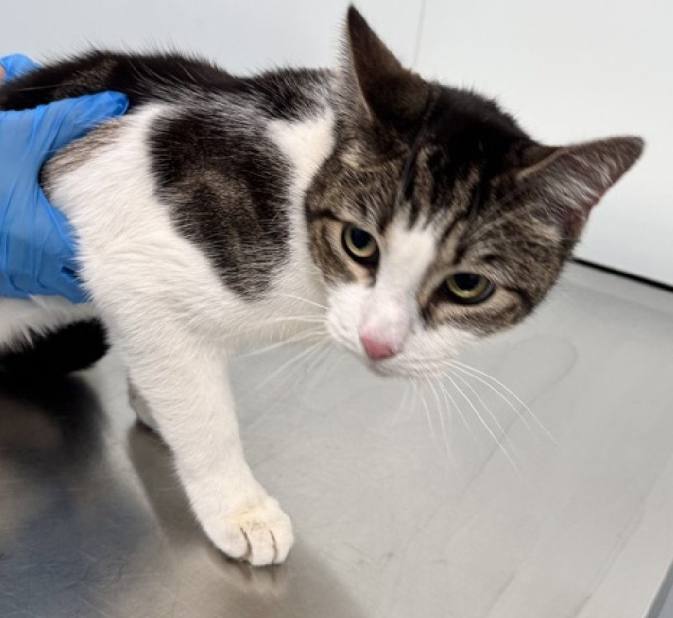 JLthekid9999's tweet photo. 🆘🆘 PRINCE (ID 242052), 12 YO,  MALE–  IN QUEENS ACC - came into the shelter as an owner surrender on 11/23/2025, with the surrender reason stated as person circumstance- cannot afford to care for.    🆘🆘 😿 😿 😿 😿

➡️TBD 12/20/25

➡️ SENIOR ALERT

➡️ MEDICAL PRIORITY – NEEDS MORE CARE AND ATTENTION THAN THE SHELTER CAN PROVIDE.

➡️ 🆘🆘  1ST Chance on Emergency Placement List – VERY URGENT – 🆘🆘 😱🔥🔥😱

➡️ 26 DAYS IN SHELTER – TOO LONG – TIME IS RUNNING OUT

➡️ PRINCE IS ON THE EPL FOR MEDICAL REASONS - Prince is a senior cat with comorbidities. He was diagnosed with a heart murmur, periodontal disease, otitis, and cystomatosis at intake. More recently, he has been diagnosed with a URI and has had a poor appetite that hasn't responded significantly to supportive care. Prince will need ongoing treatment until his URI has resolved and his appetite has improved, he will also need follow up veterinary care for his other medical issues. Behaviorally, Prince is fearful, but has tolerated medical handling. NOT EATING/POOR APPETITE IS A DEATH SENTENCE IN SHELTER -  This evaluation/diagnosis means that PRINCE will be given very little time for rescue/foster/adoption. 🔥🔥🔥🔥

What my friends at ACC say about me: I would appreciate slow introductions to new people and places to help me feel safe. I am a sweet, social, older gentleman, looking for the perfect forever home! Prince tolerates attention and petting but appears fearful or stressed in the shelter. He may be a little more independent, and may need time to warm up to his new home.  Prince is a friendly, affectionate and talkative.   ❤️ 😻❤️ 😻❤️ 😻

NEEDS OUT OF SHELTER ASAP –

Please RT or pledge, if you can, to save this little one.

@AdamsPaulGrimke

💔😿🙏Thank you