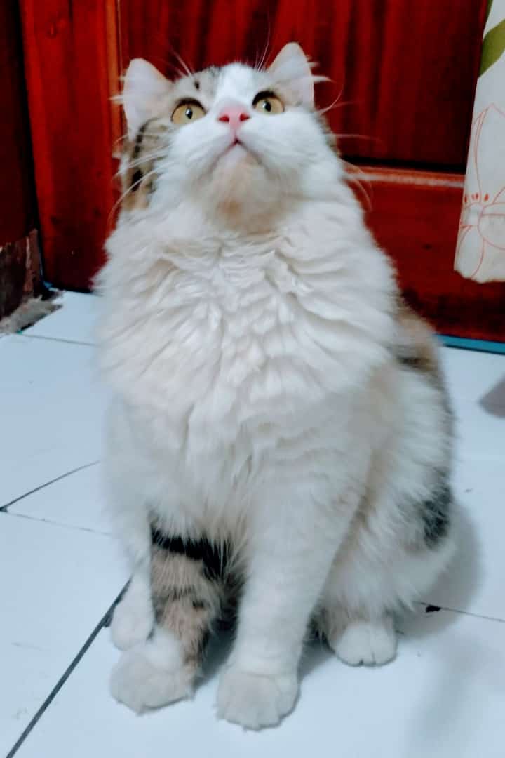 This is my cat, his name is Millo